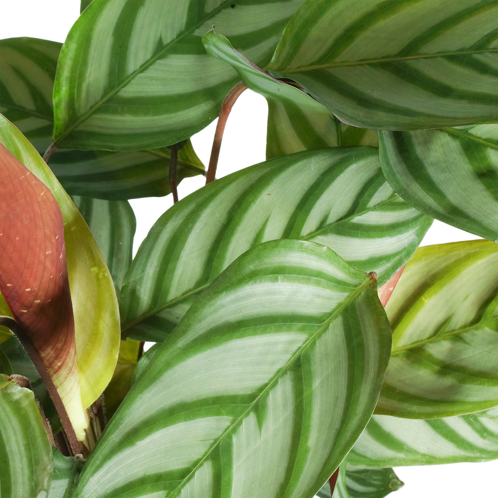 Gardenersdream - Plante D'Intérieur En Pot Calathea Compact Star Pour La Maison Ou Le Bureau - GardenersDream - Image 2