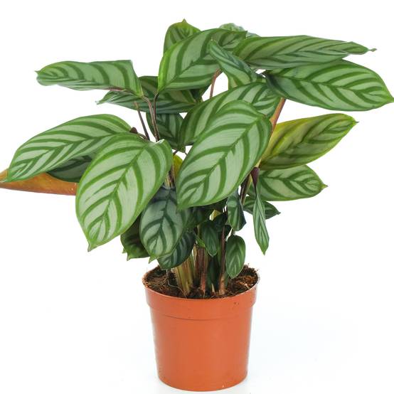 Gardenersdream - Plante D'Intérieur En Pot Calathea Compact Star Pour La Maison Ou Le Bureau - GardenersDream - Image 1