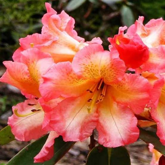 Promesse de Fleurs - Rhododendron hybride Sun Fire Pot de 4L/5L