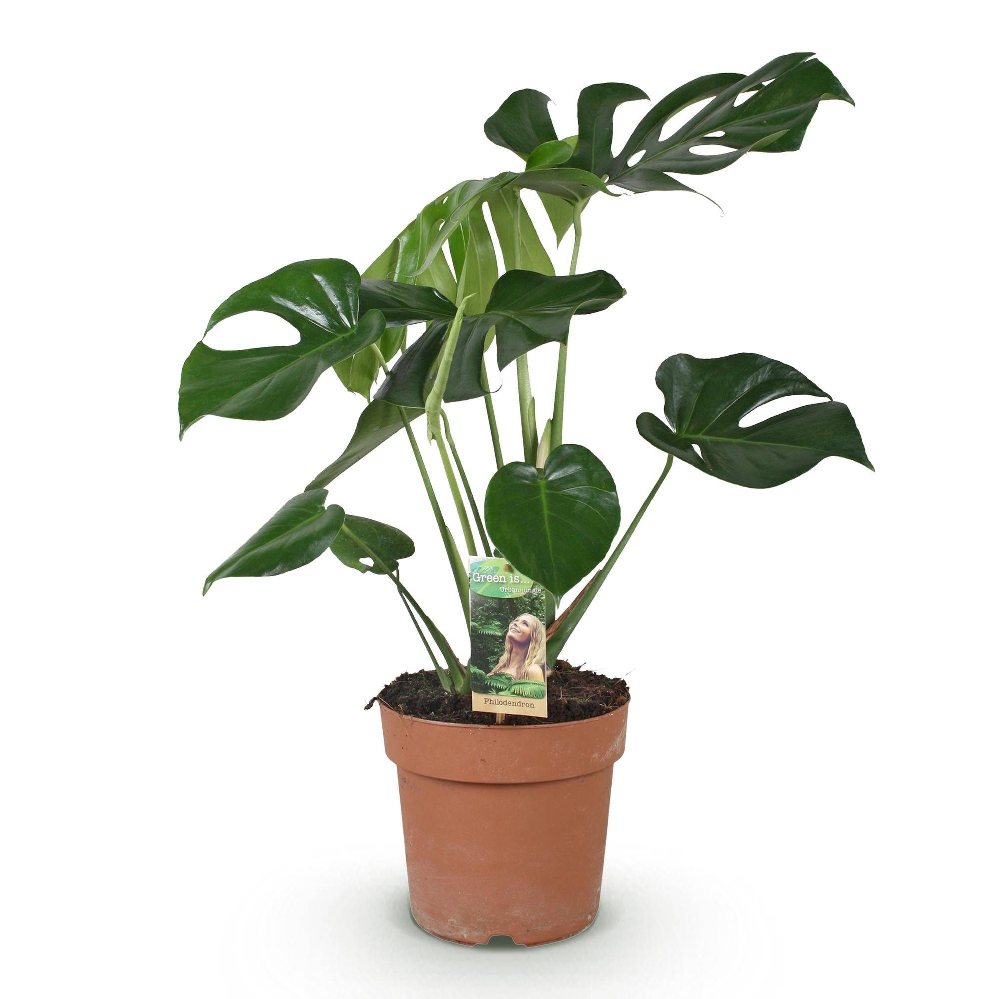 Monstera Deliciosa - D21 H80cm - Image 3