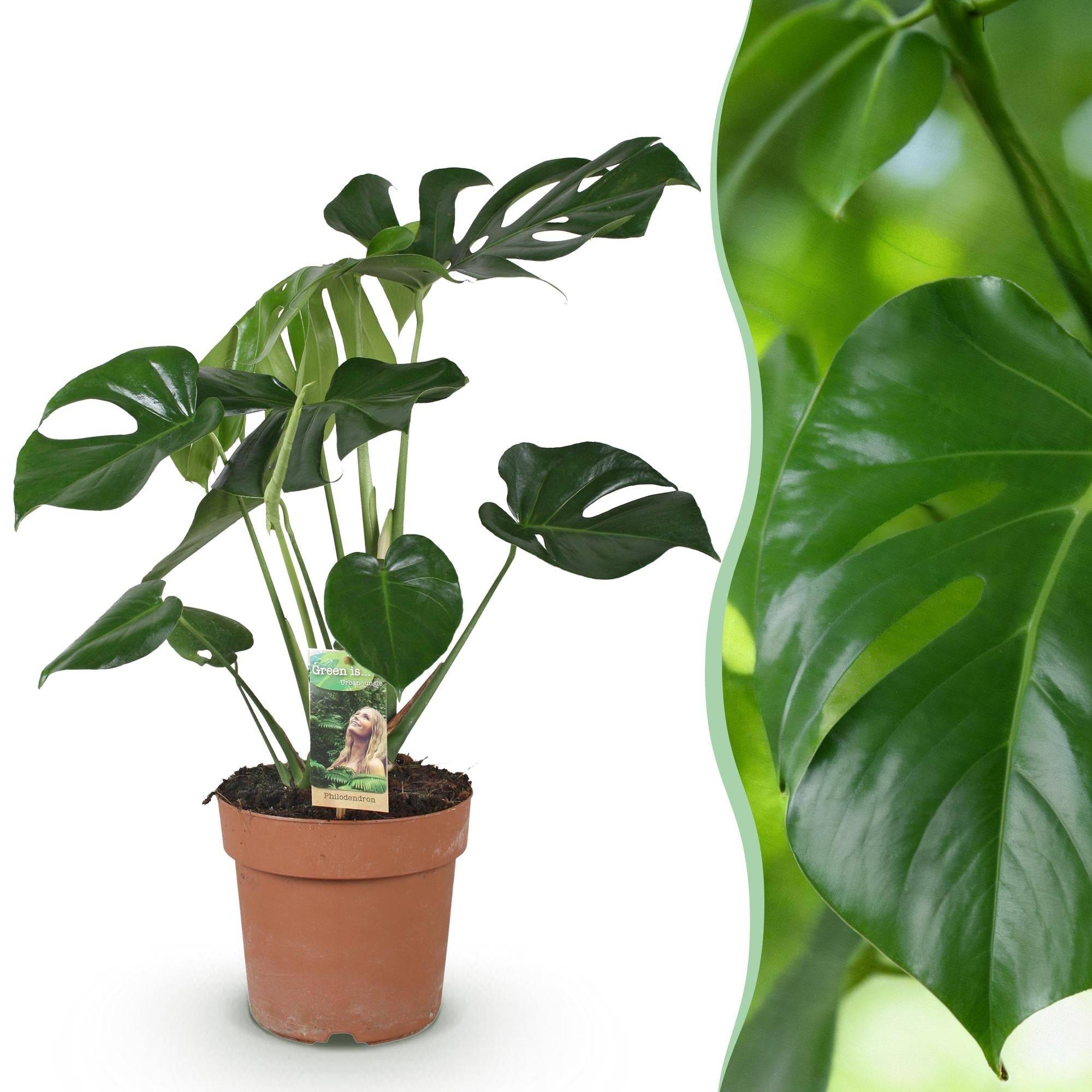 Monstera Deliciosa - D21 H80cm - Image 2