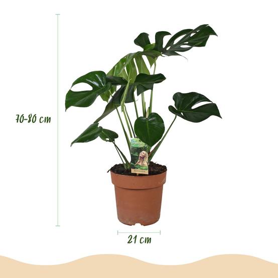 Monstera Deliciosa - D21 H80cm - Image 4