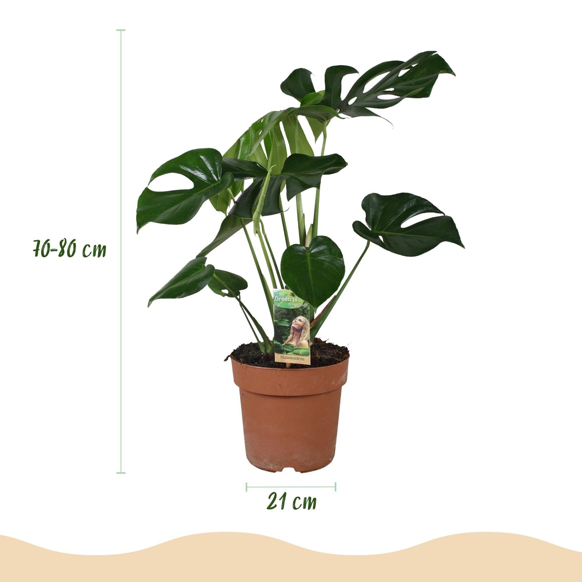 Monstera Deliciosa - D21 H80cm - Image 4