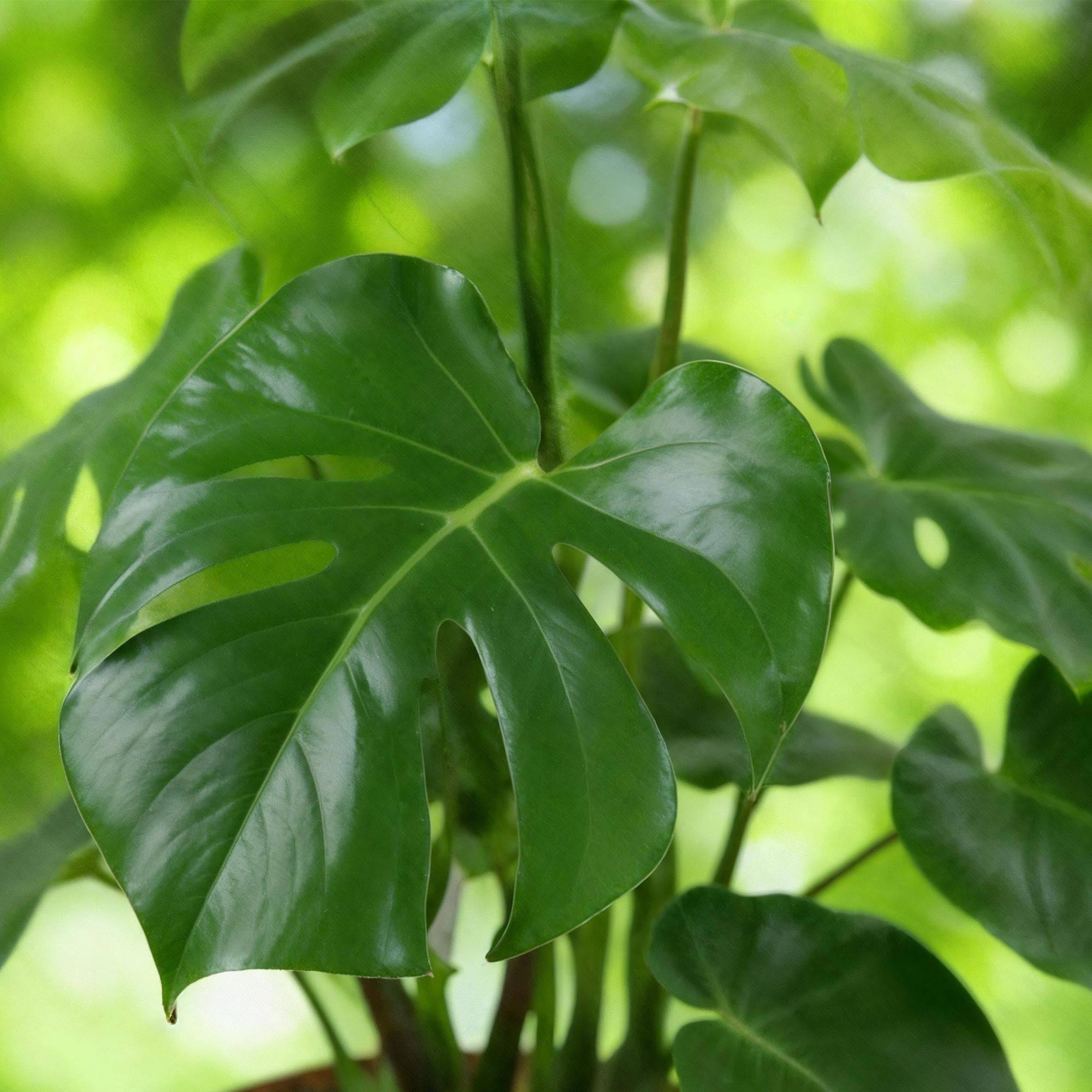 Monstera Deliciosa - D21 H80cm - Image 5