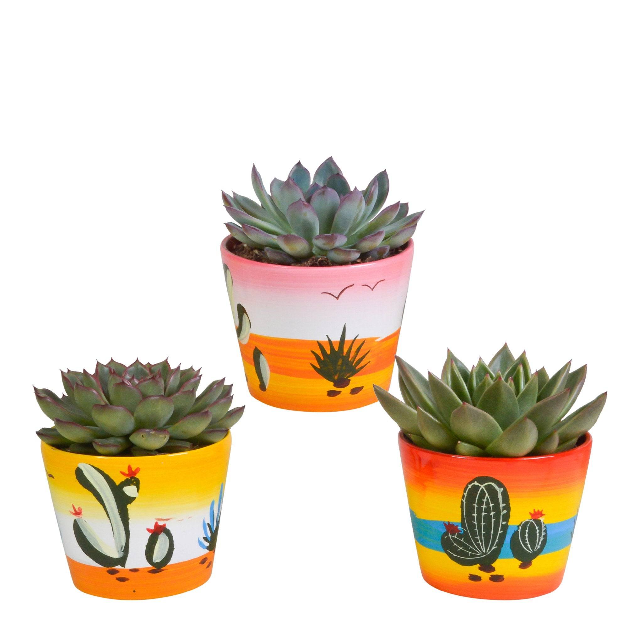 La Green Touch - Trio d'Echeveria et leurs caches-pots h21cm- La Green Touch - Imagen 2