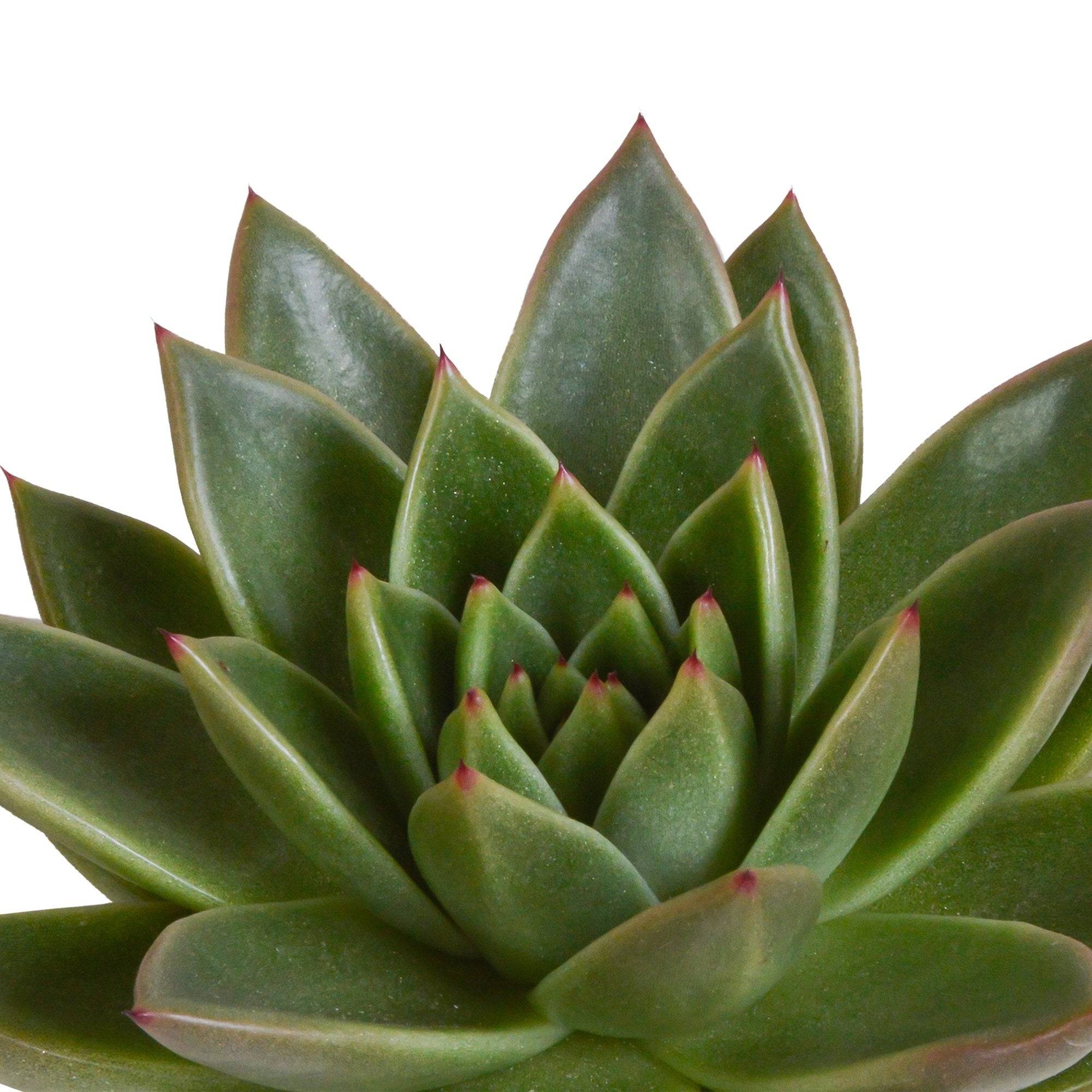 La Green Touch - Trio d'Echeveria et leurs caches-pots h21cm- La Green Touch - Imagen 5