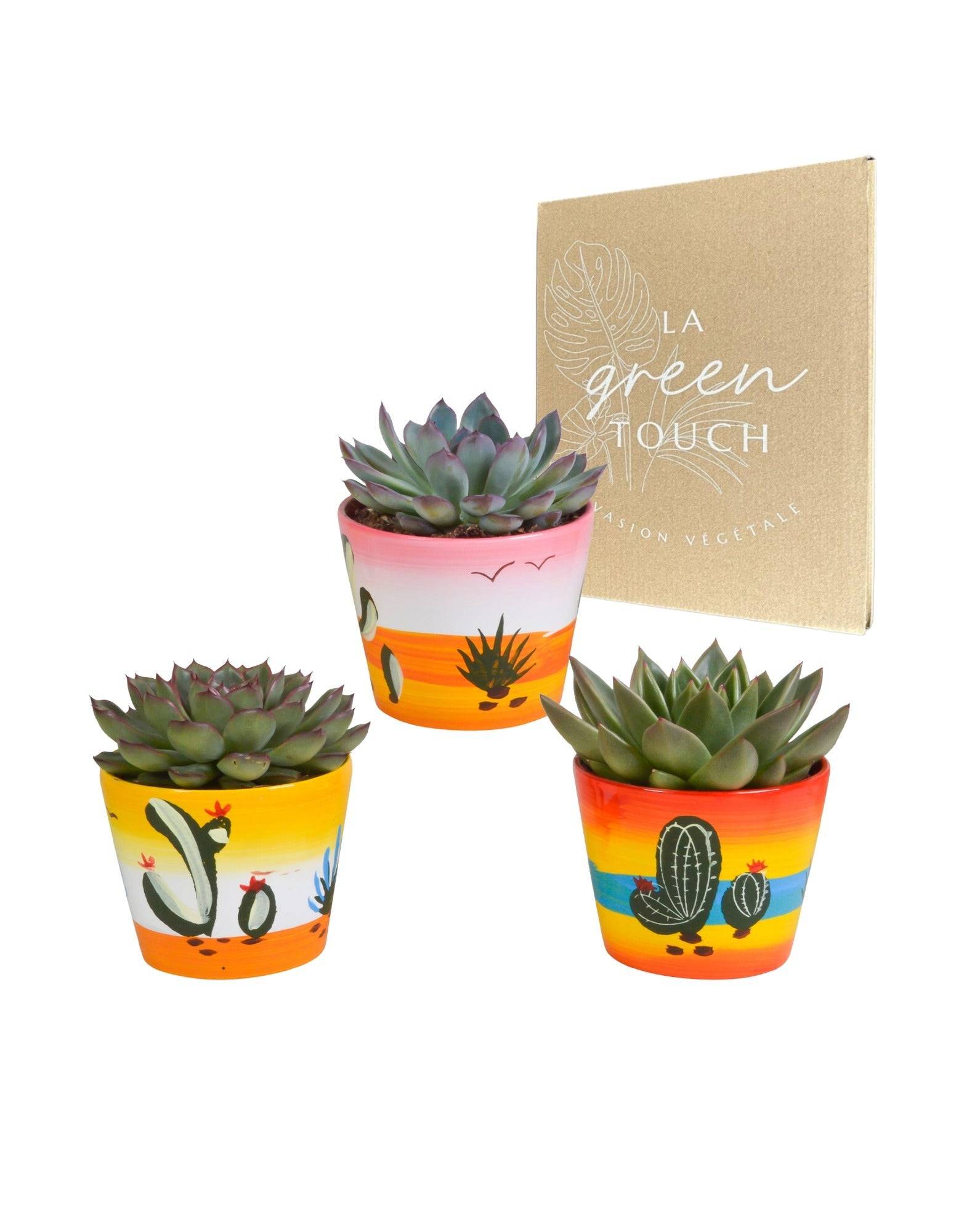 La Green Touch - Trio d'Echeveria et leurs caches-pots h21cm- La Green Touch - Imagen 1