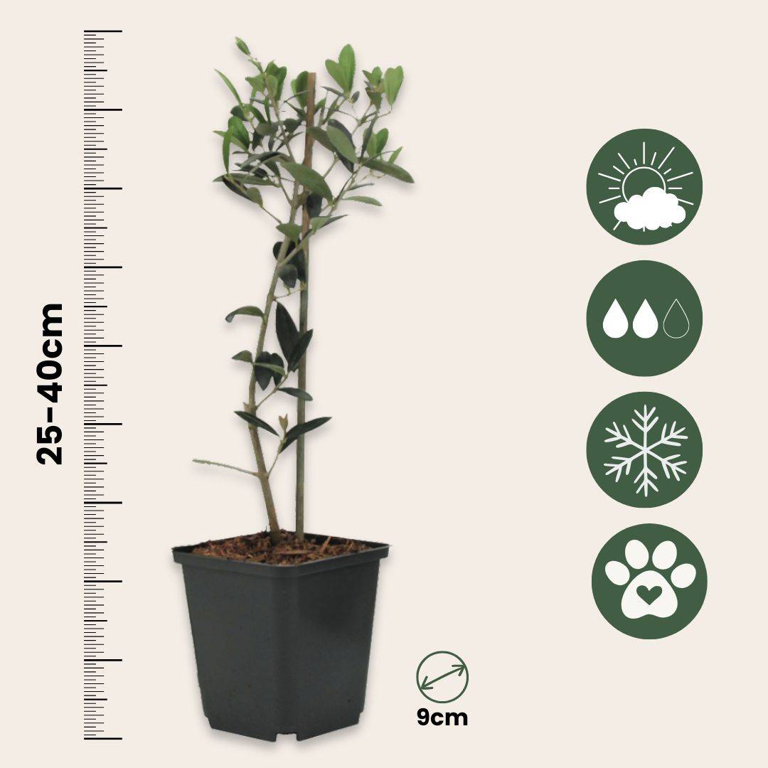 Olivier - Set de 2 - Olea europaea - Hauteur 25-40cm - ⌀9cm - Image 6