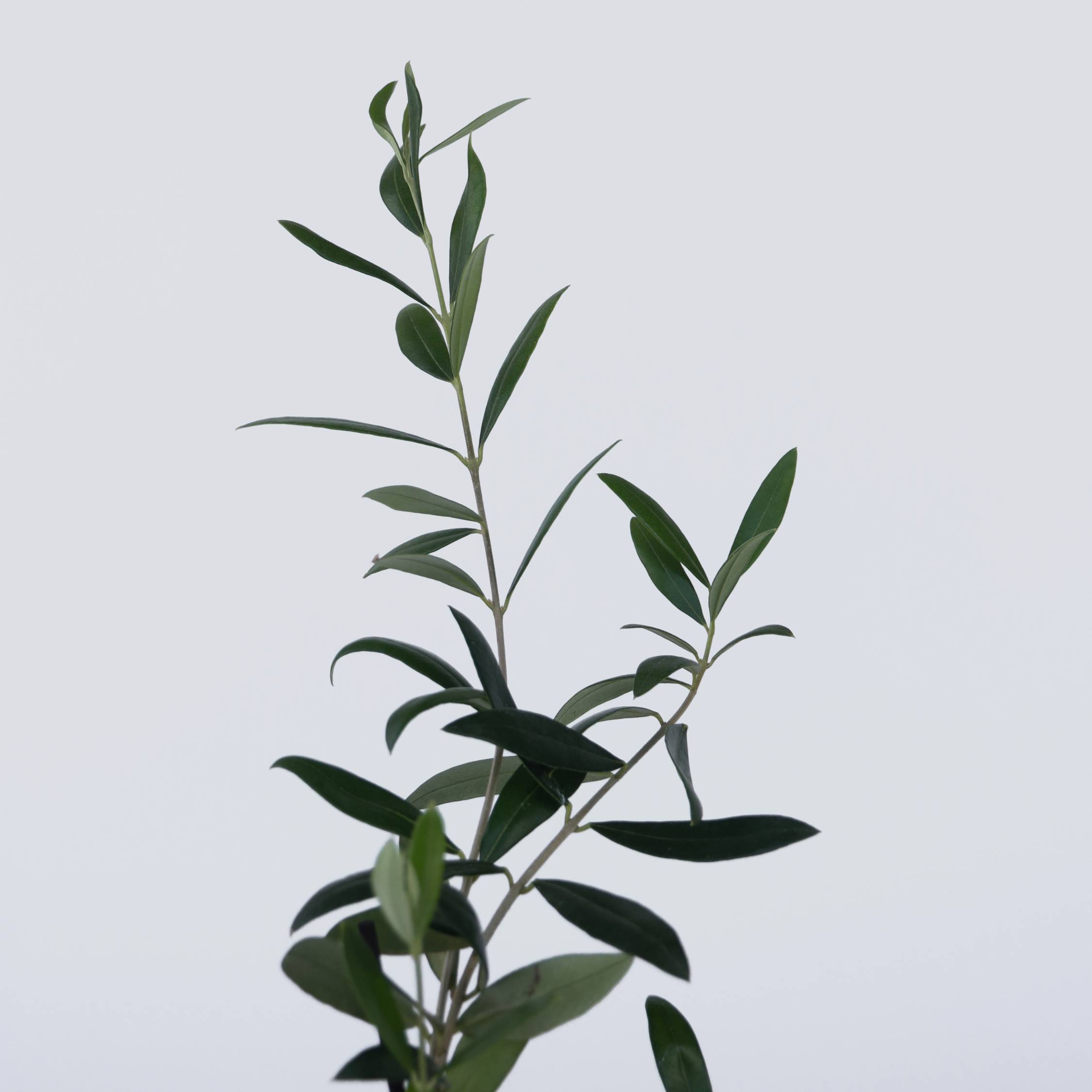 Olivier - Set de 2 - Olea europaea - Hauteur 25-40cm - ⌀9cm - Image 4