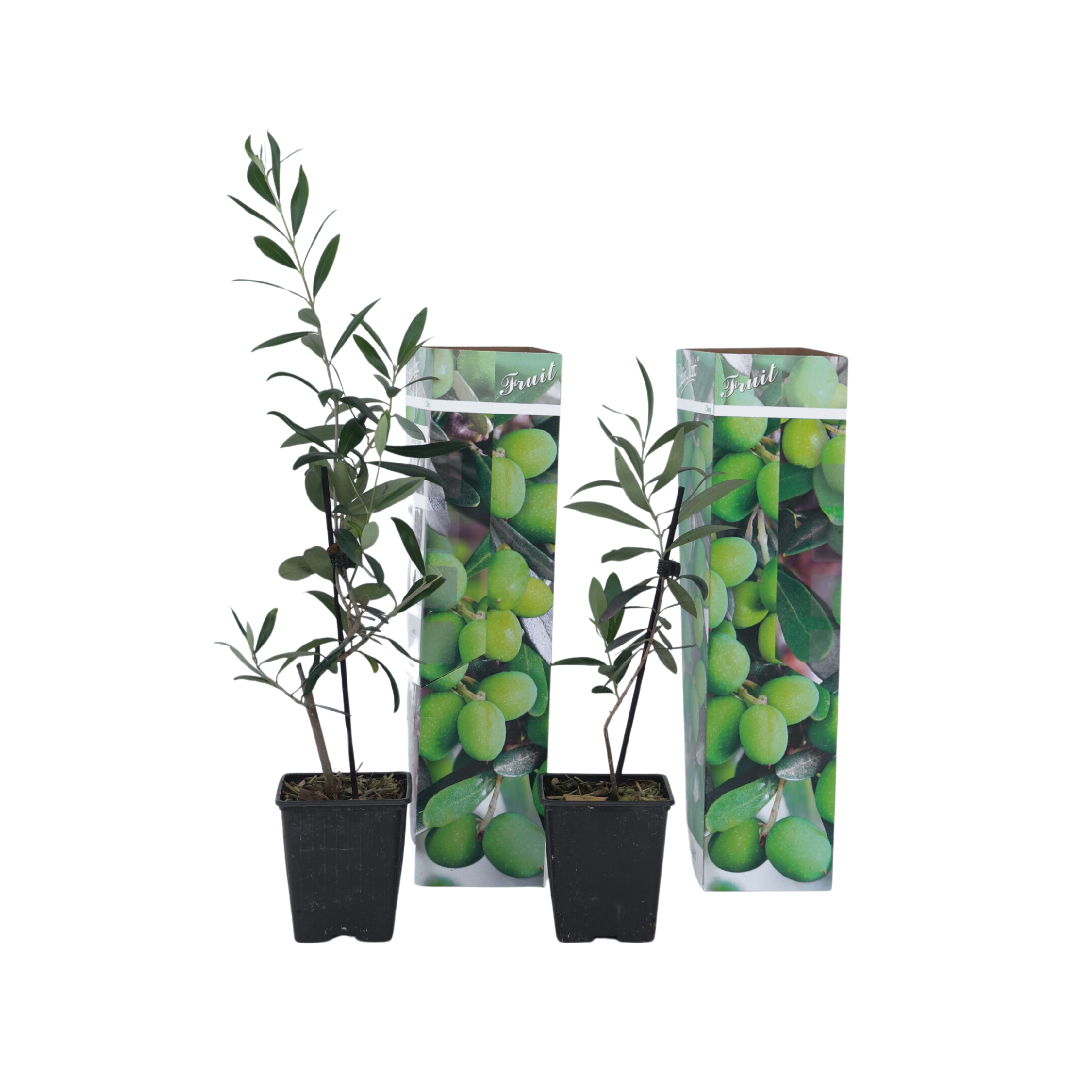 Olivier - Set de 2 - Olea europaea - Hauteur 25-40cm - ⌀9cm - Image 1