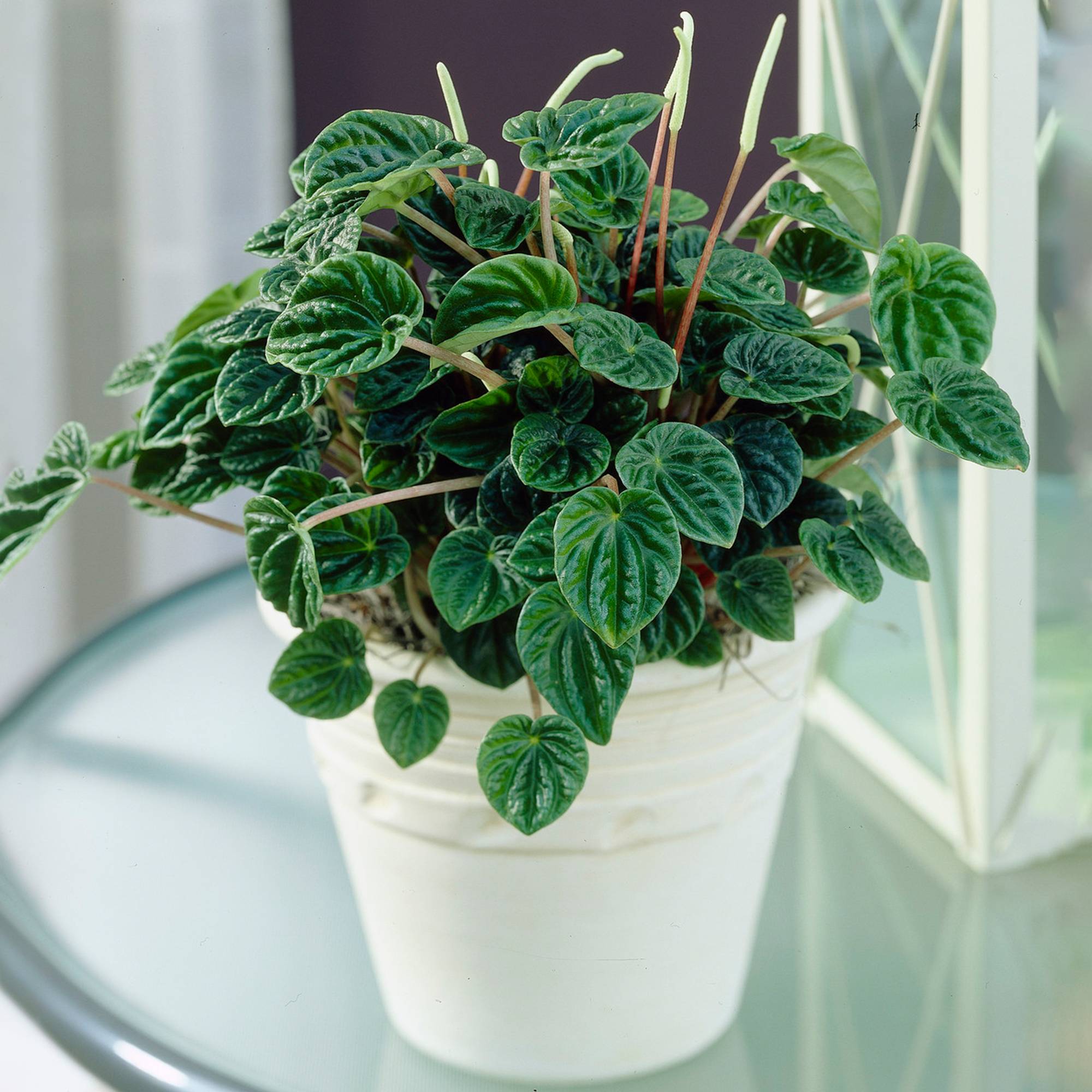 Gardenersdream - Pépéromia Caperata Lilian | Plante D'Intérieur Unique Compacte En Pot (15-25 Cm) - GardenersDream - Imagen 1
