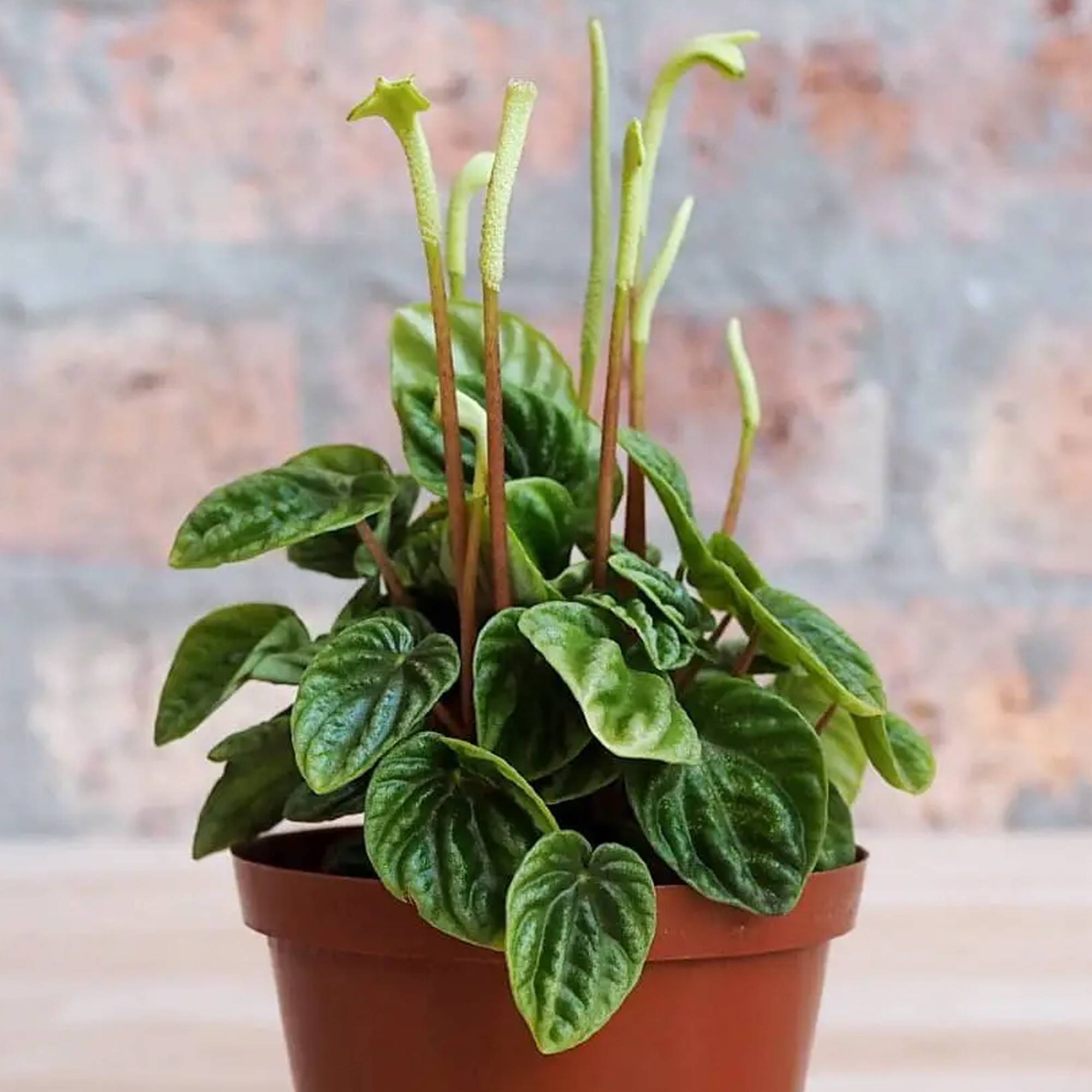 Gardenersdream - Pépéromia Caperata Lilian | Plante D'Intérieur Unique Compacte En Pot (15-25 Cm) - GardenersDream - Imagen 2