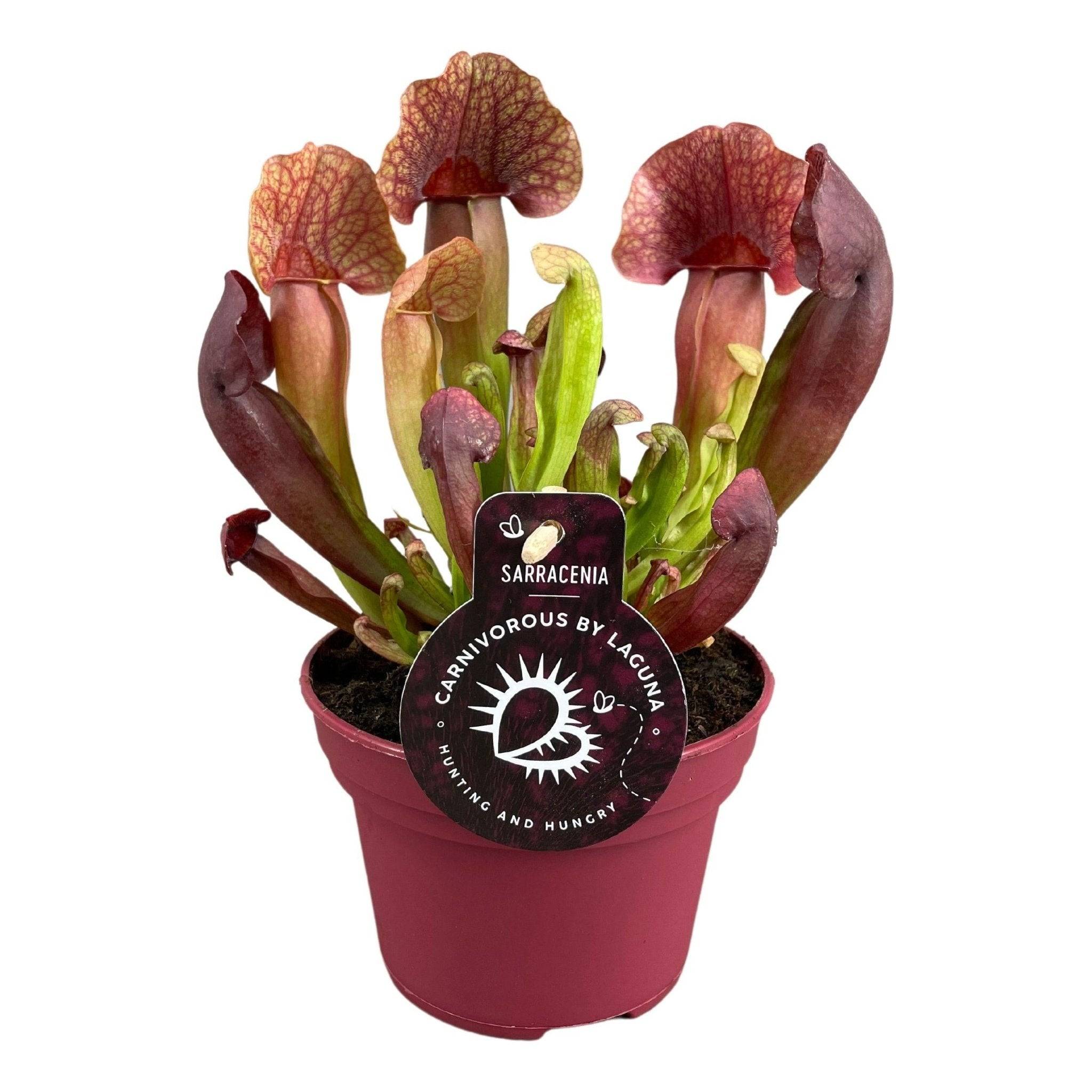 Sarracenia Catesbaei 23cm - Plante d'intérieur- La Green Touch - Image 1
