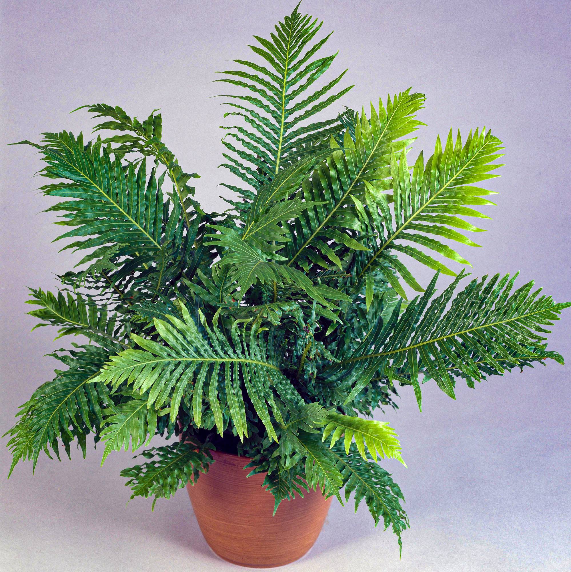 Gardenersdream - Petite Fougère D'Intérieur Délicate | Blechnum "Silver Lady" En Pot | Cadeau De Plante À Vendre - GardenersDream