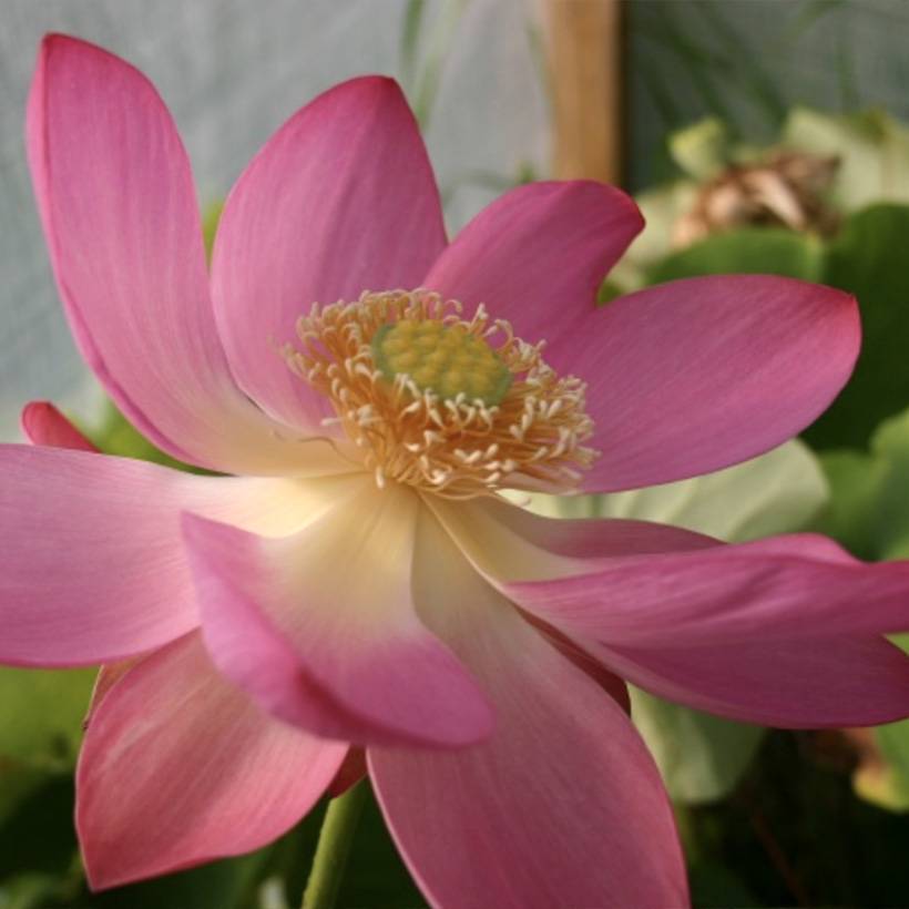 Nelumbo L'Aube Rouge - Lotus nain Petites Racines nues