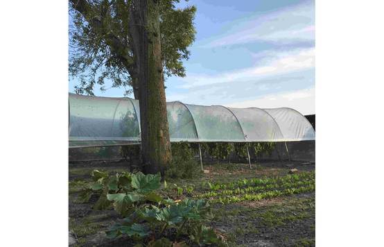 Serre tunnel de jardin - 27m² - 3,7 x 7,5 m - pieds arrondis - polyéthylène haute densité - aérations latérales - LES SERRES TONNEAU - Image 4