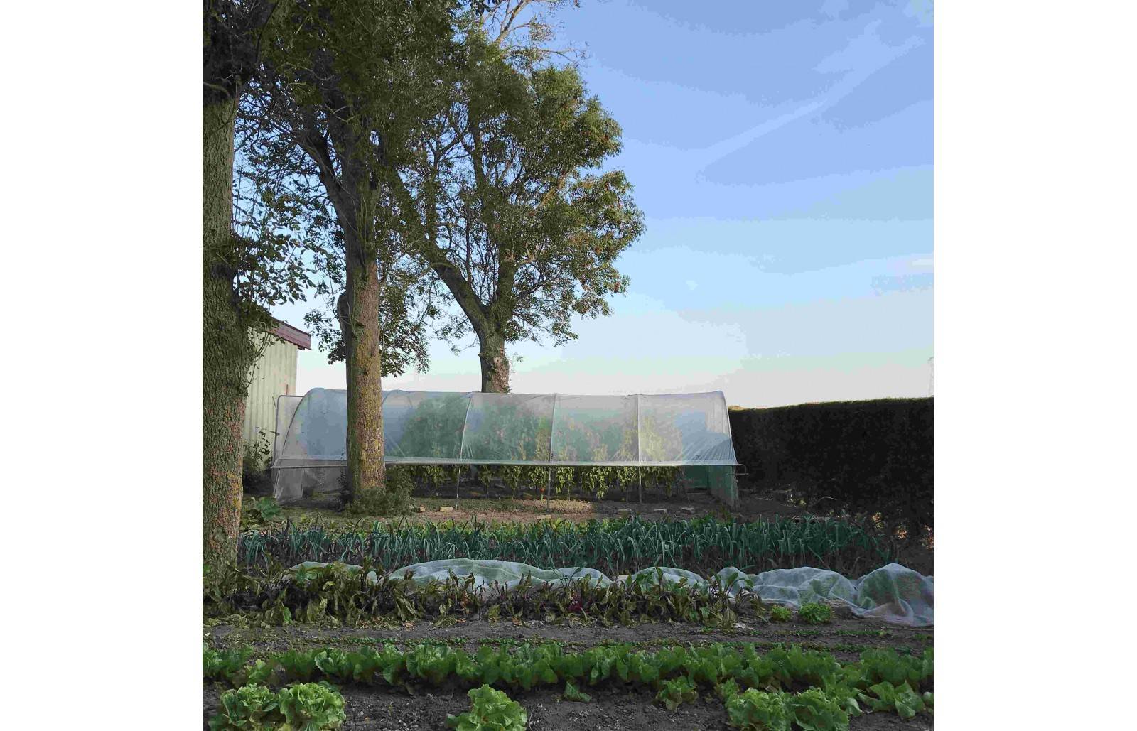 Serre tunnel de jardin - 27m² -  3,7 x 7,5 m - pieds arrondis - polyéthylène haute densité - aérations latérales - LES SERRES TONNEAU - Image 3