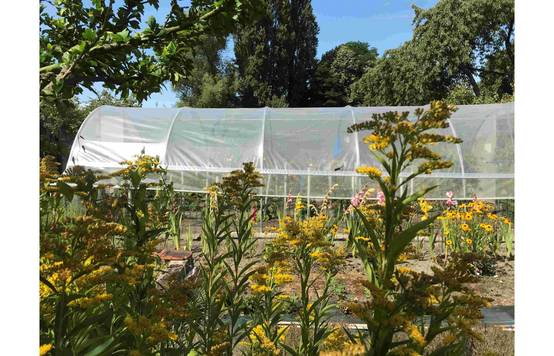 Serre tunnel de jardin - 27m² - 3,7 x 7,5 m - pieds arrondis - polyéthylène haute densité - aérations latérales - LES SERRES TONNEAU - Image 8