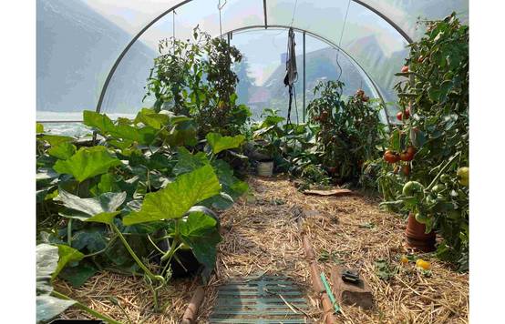 Serre tunnel de jardin - 27m² - 3,7 x 7,5 m - pieds arrondis - polyéthylène haute densité - aérations latérales - LES SERRES TONNEAU - Image 9