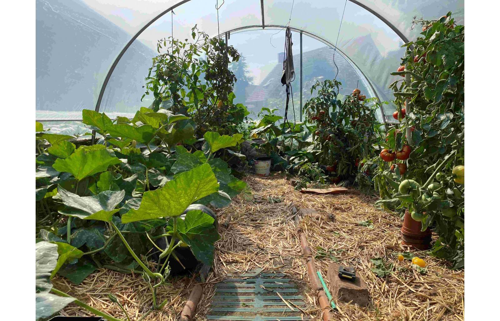 Serre tunnel de jardin - 27m² -  3,7 x 7,5 m - pieds arrondis - polyéthylène haute densité - aérations latérales - LES SERRES TONNEAU - Image 9