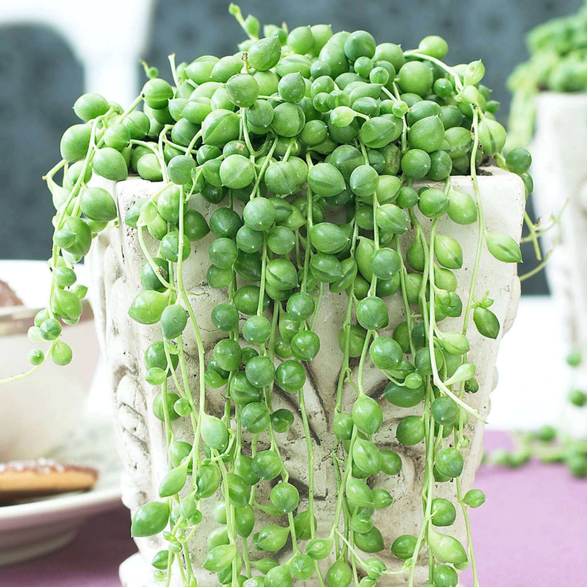 Gardenersdream - Senecio Rowleyanus Plante Grasse Pour L'Intérieur | 20-30 Cm Plante En Pot Pour La Maison Ou Le Bureau - GardenersDream - Image 1