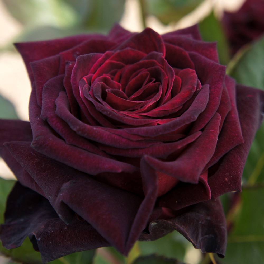 Rosier à grandes fleurs Black Baccara Petites Racines nues