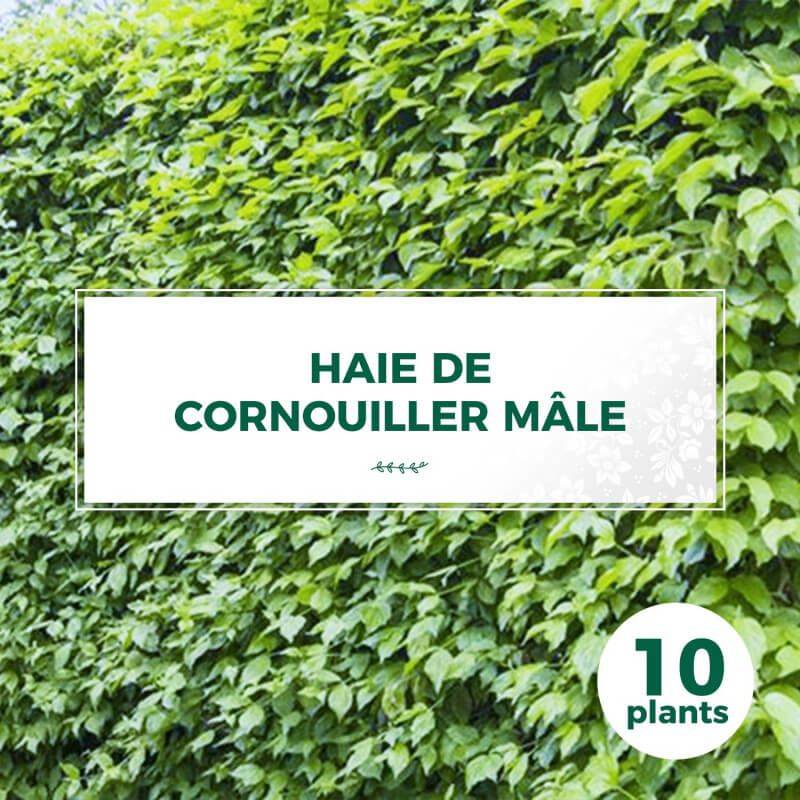 10 Cornouillers Mâle (Cornus Mas) - Haie de Cornouiller Mâle -  - Pépinières Naudet - Imagen 1