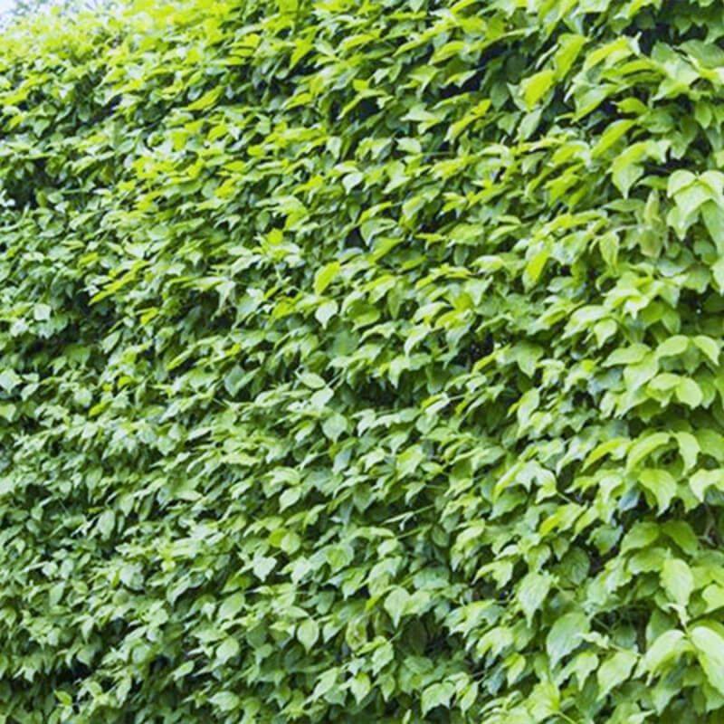 10 Cornouillers Mâle (Cornus Mas) - Haie de Cornouiller Mâle -  - Pépinières Naudet - Imagen 2