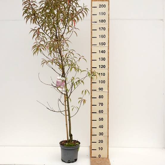 Pêcher à fleurs - Prunus persica Taoflora Pink Pot de 7,5L/10L, Baliveau - Image 2