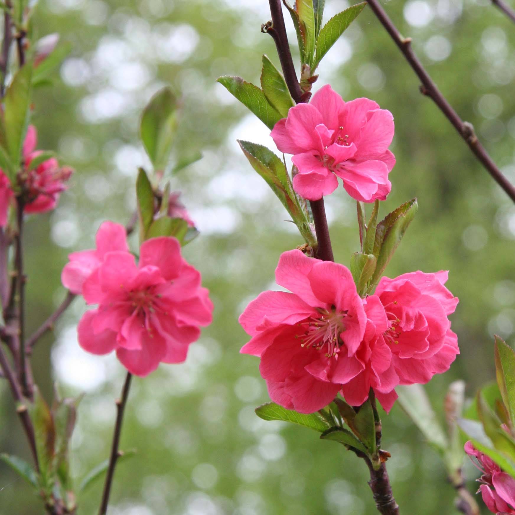 Pêcher à fleurs - Prunus persica Taoflora Pink Pot de 7,5L/10L, Baliveau - Image 1