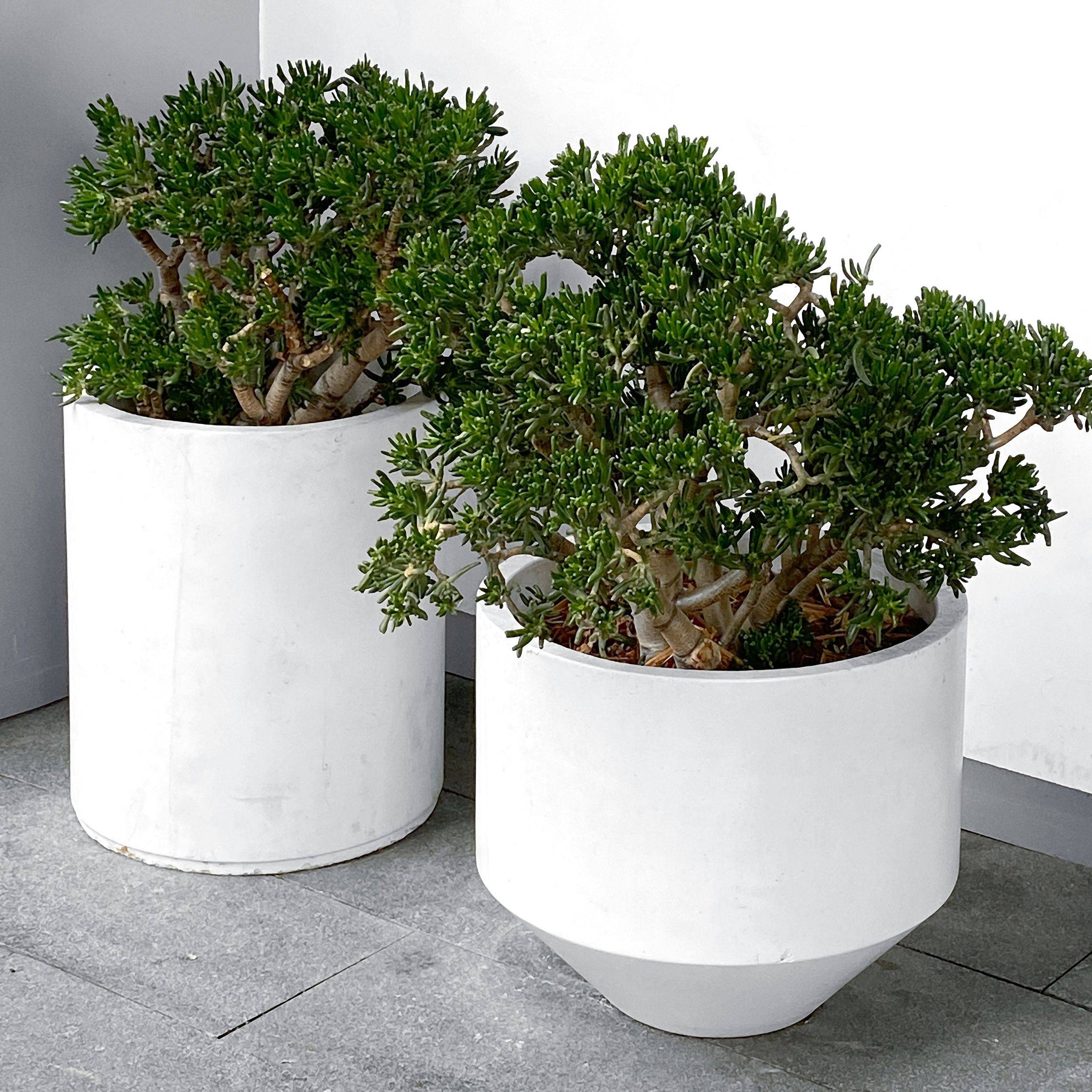 Plant In A Box - Arbre de jade - Crassula ovata 'Minor' - Hauteur 60-65cm - ⌀30cm - Image 2