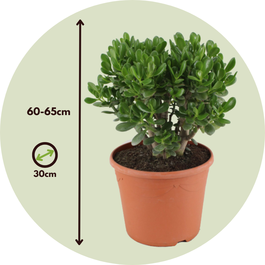 Plant In A Box - Arbre de jade - Crassula ovata 'Minor' - Hauteur 60-65cm - ⌀30cm - Image 5