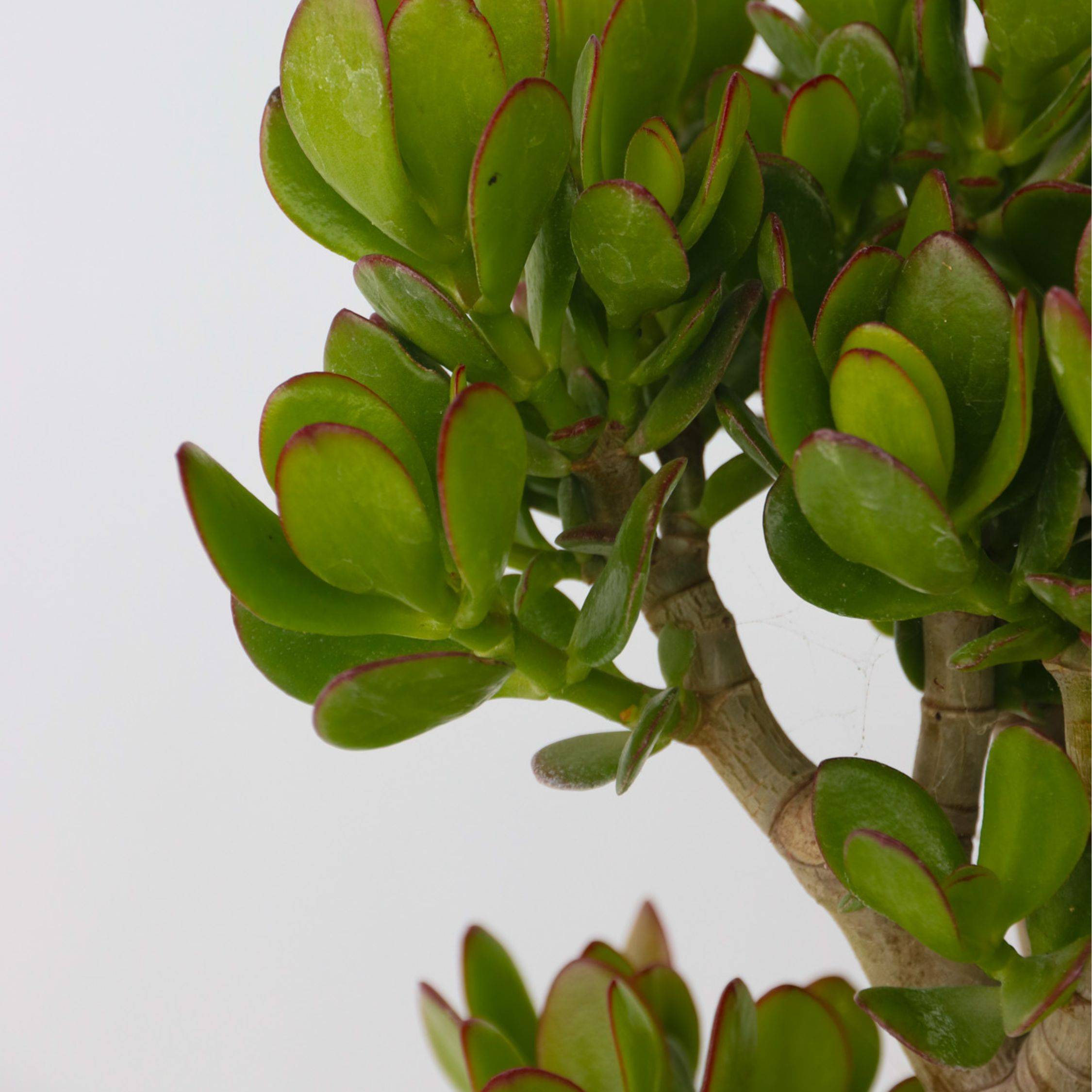 Plant In A Box - Arbre de jade - Crassula ovata 'Minor' - Hauteur 60-65cm - ⌀30cm - Image 4
