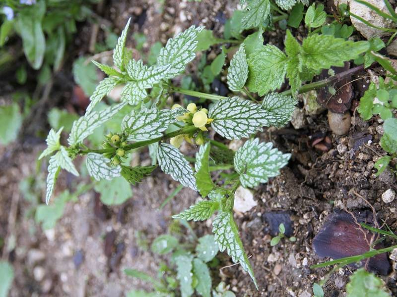 Promesse de Fleurs - Lamiastrum ou Lamium galeobdolon Hermann's Pride - Lamier doré Godet de 8/9 cm