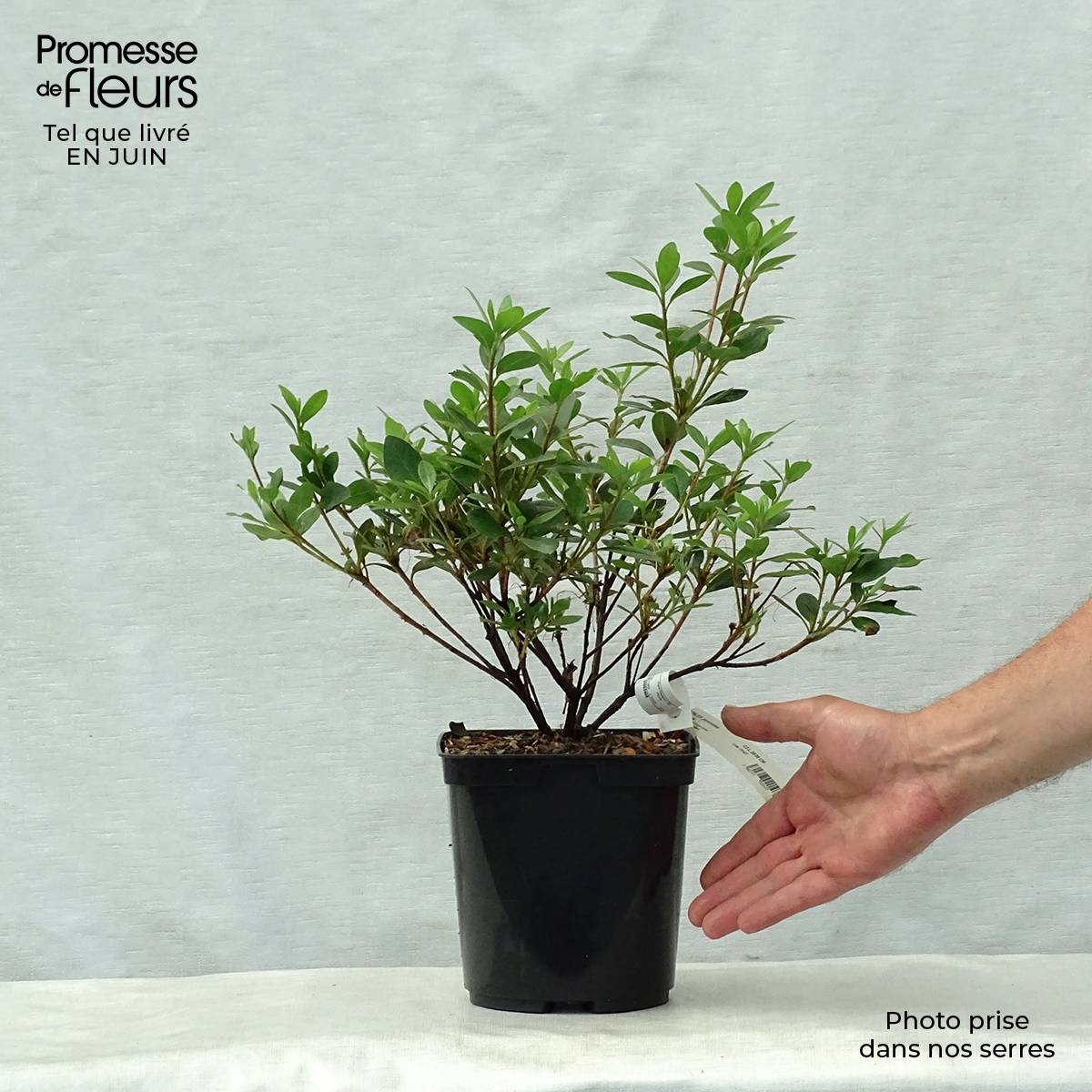 Promesse de Fleurs - Azalée japonaise - Azalea japonica Arabesk Pot de 1,5L/2L - Image 2