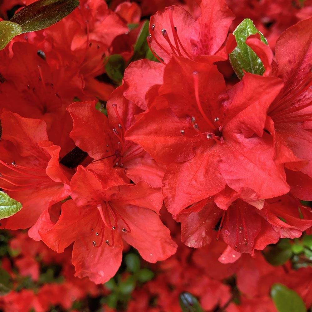 Promesse de Fleurs - Azalée japonaise - Azalea japonica Arabesk Pot de 1,5L/2L - Image 1