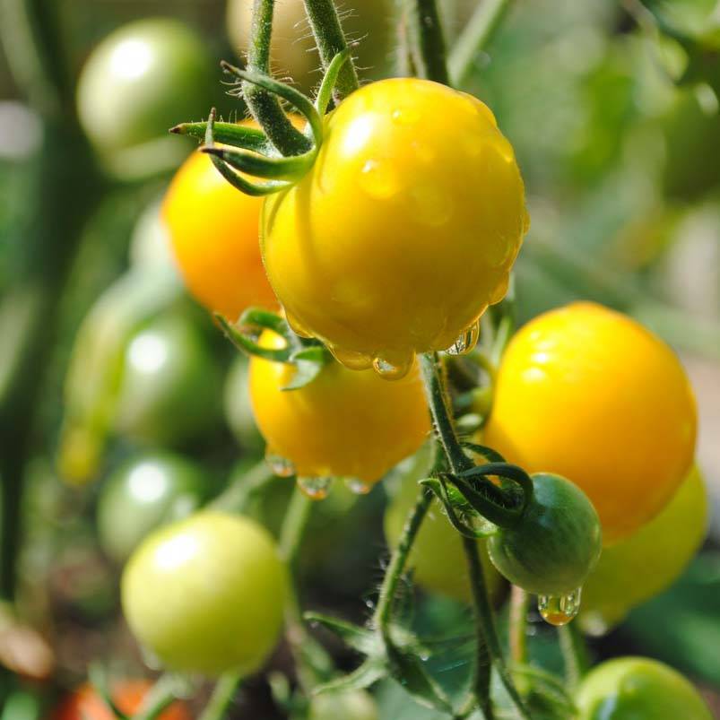 Tomate Cherry Yellow en plants - Tomate-cerise Mini-motte Ø 3/4 cm, Livré en hauteur de 5 à 10 cm (par 5)