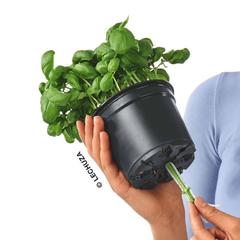 Lechuza - Pot OJO - Kit Complet, aigue-marine  - 21 × 21 × 15,75 cm Lechuza - Imagen 3