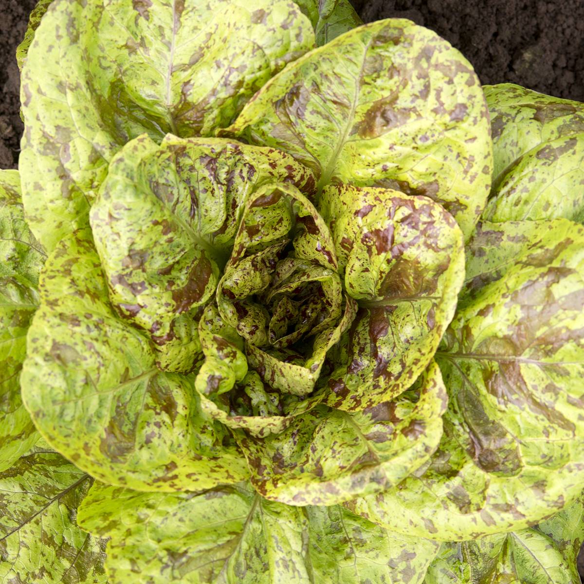 Laitue romaine Forellenschluss - Graines le sachet de 850 graines environ (1g)
