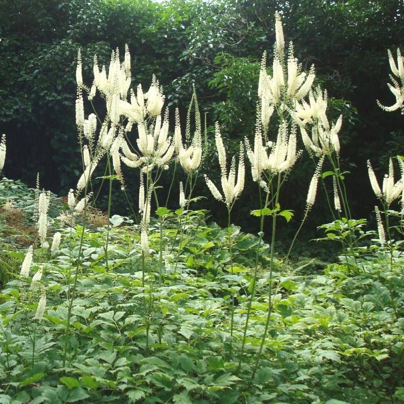 Cierge d'argent Prichard's Giant à fleurs Blanche/ - feuillage Caduc - Godet - 5/20 cm - Imagen 2