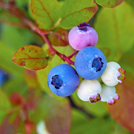 Promesse de Fleurs - Myrtille d'Amérique - Vaccinium corymbosum Legacy Godet de 8/9 cm