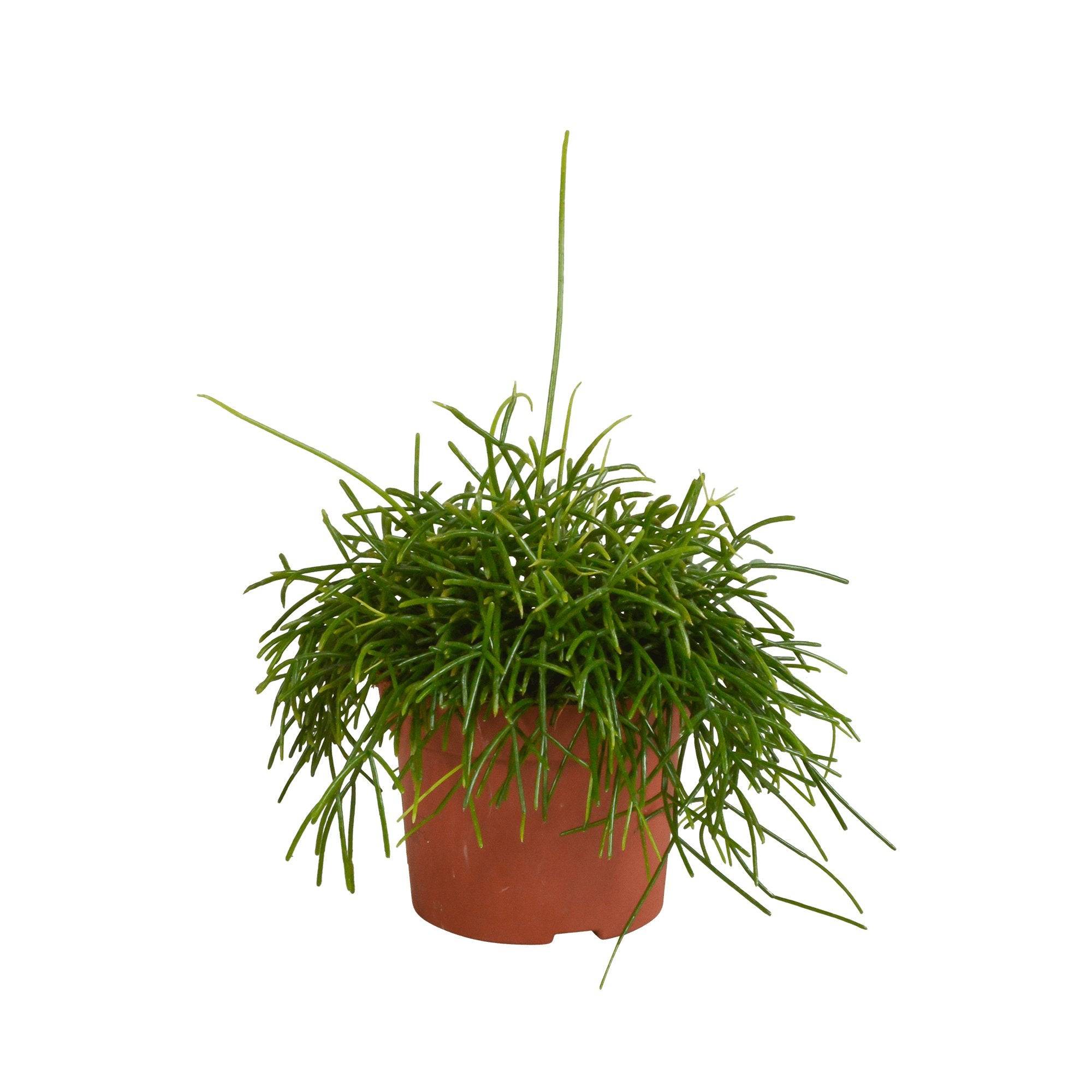 Rhipsalis Baccifera Oasis h26cm- La Green Touch