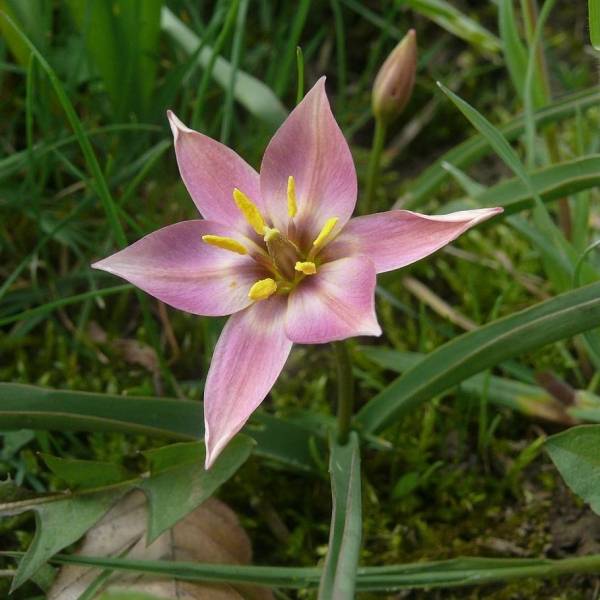 Promesse de Fleurs - Tulipe botanique aucheriana Bulbe calibre 5+ (par 10)