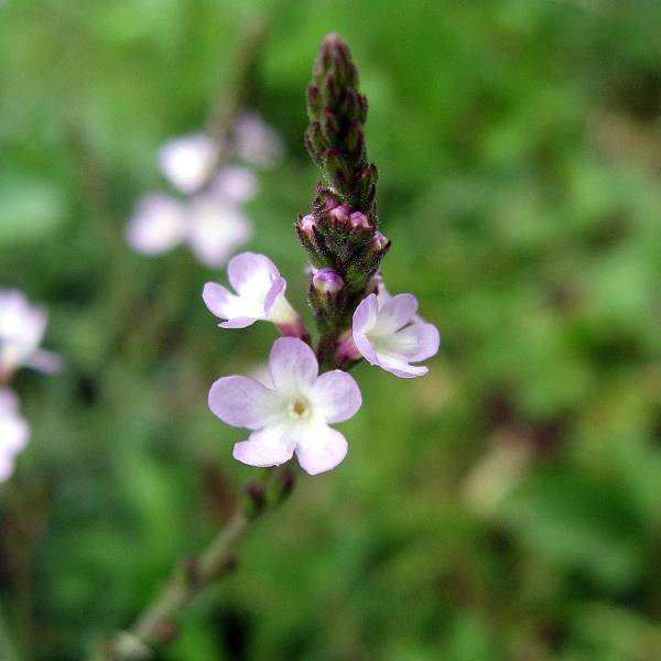 Promesse de Fleurs - Verveine officinale - Verbena officinalis Pot de 2L/3L