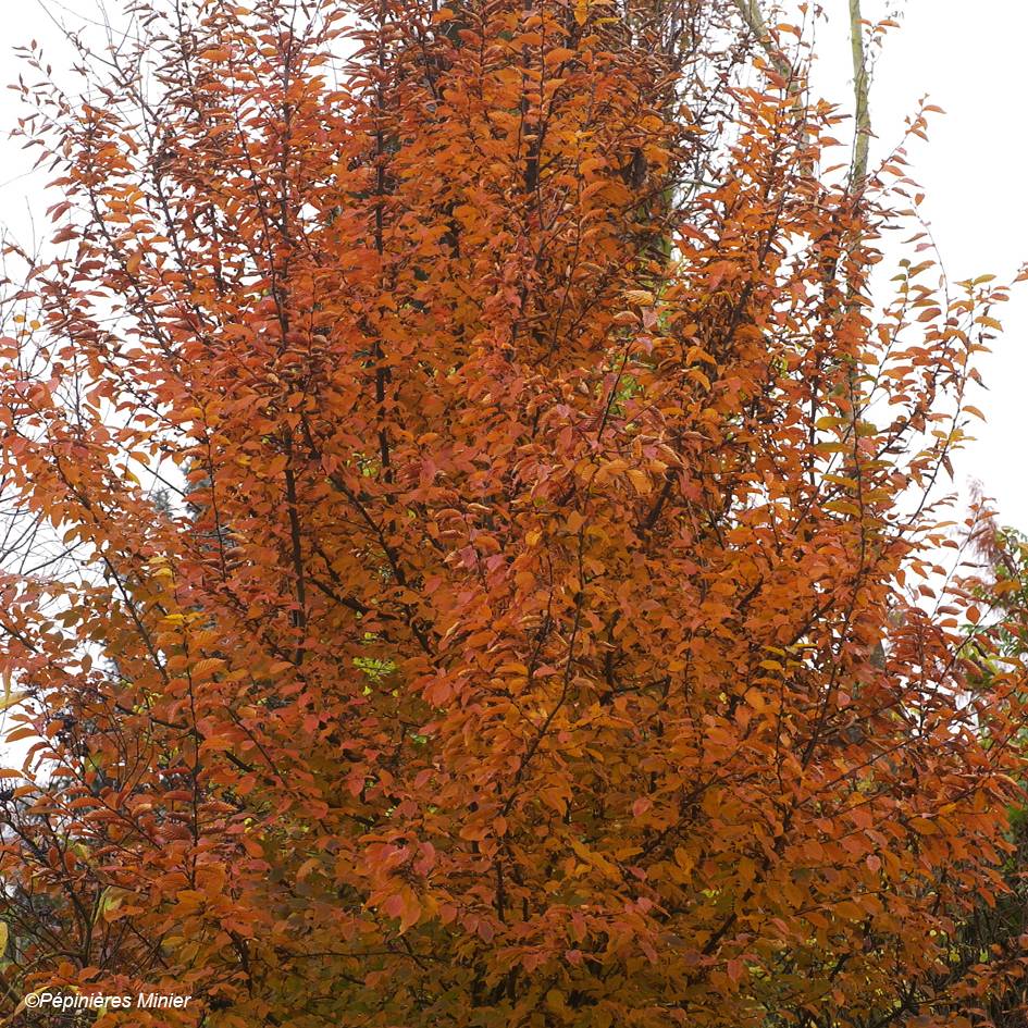 Promesse de Fleurs - Carpinus betulus Orange Retz - Charme commun  Pot de 4L/5L