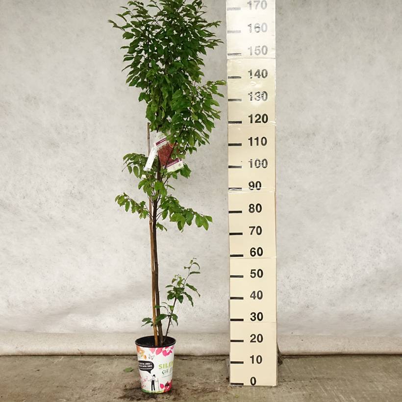 Promesse de Fleurs - Carpinus betulus Orange Retz - Charme commun  Pot de 4L/5L - Image 2