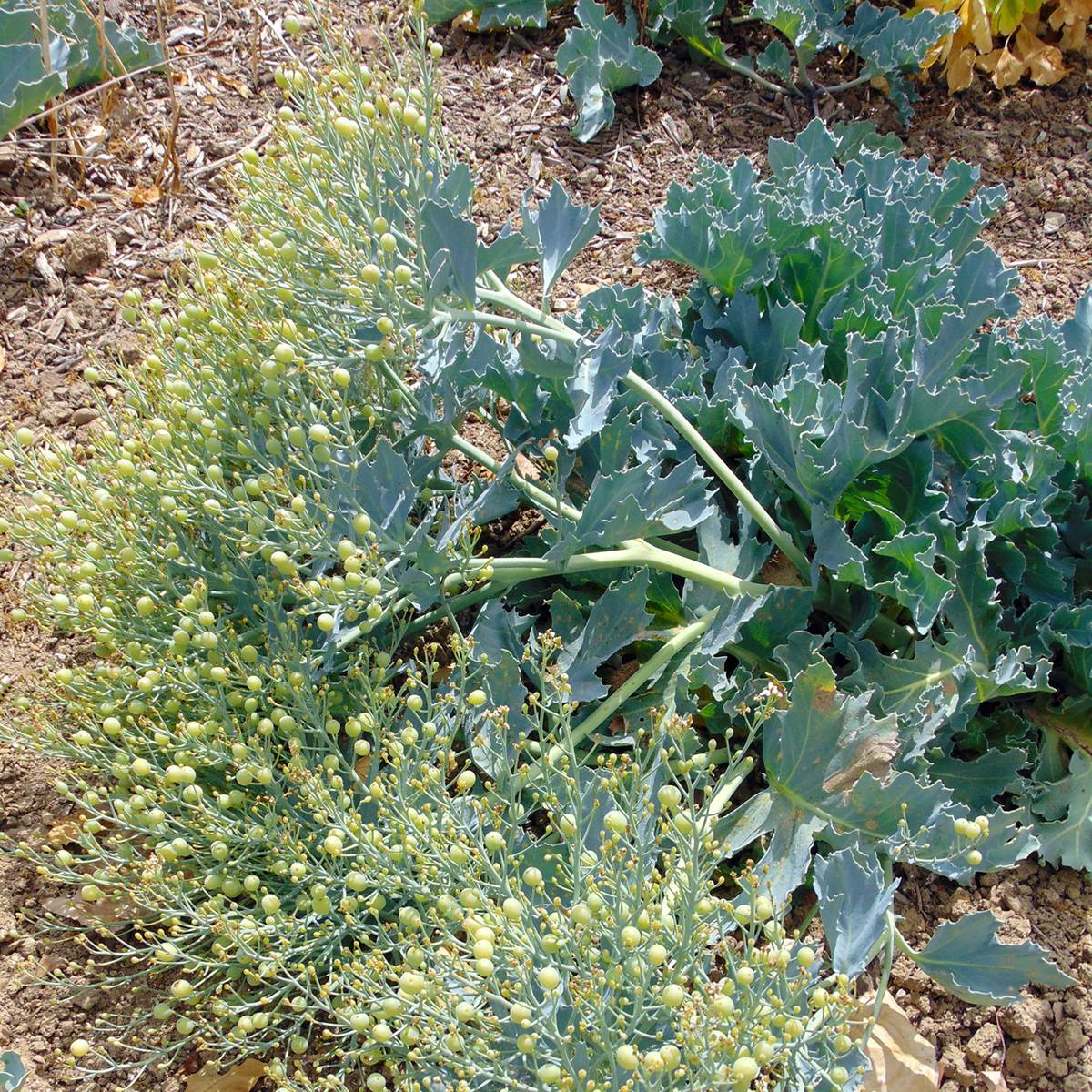 Crambe maritima - choux maritime Godet de 8/9 cm