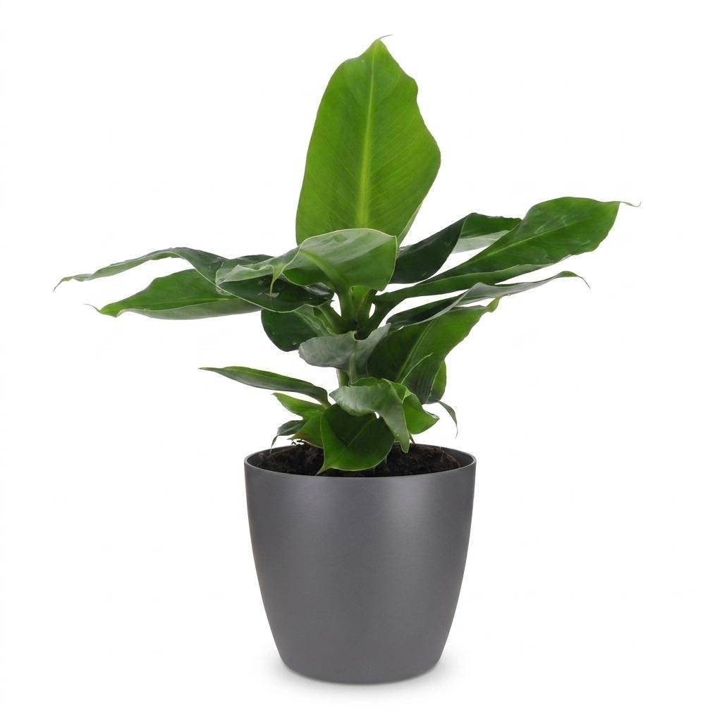 La Green Touch - Musa Oriental Dwarf - Bananier nain - Avec cache-pot gris - Pot Ø12 cm, H 30 cm - Image 2
