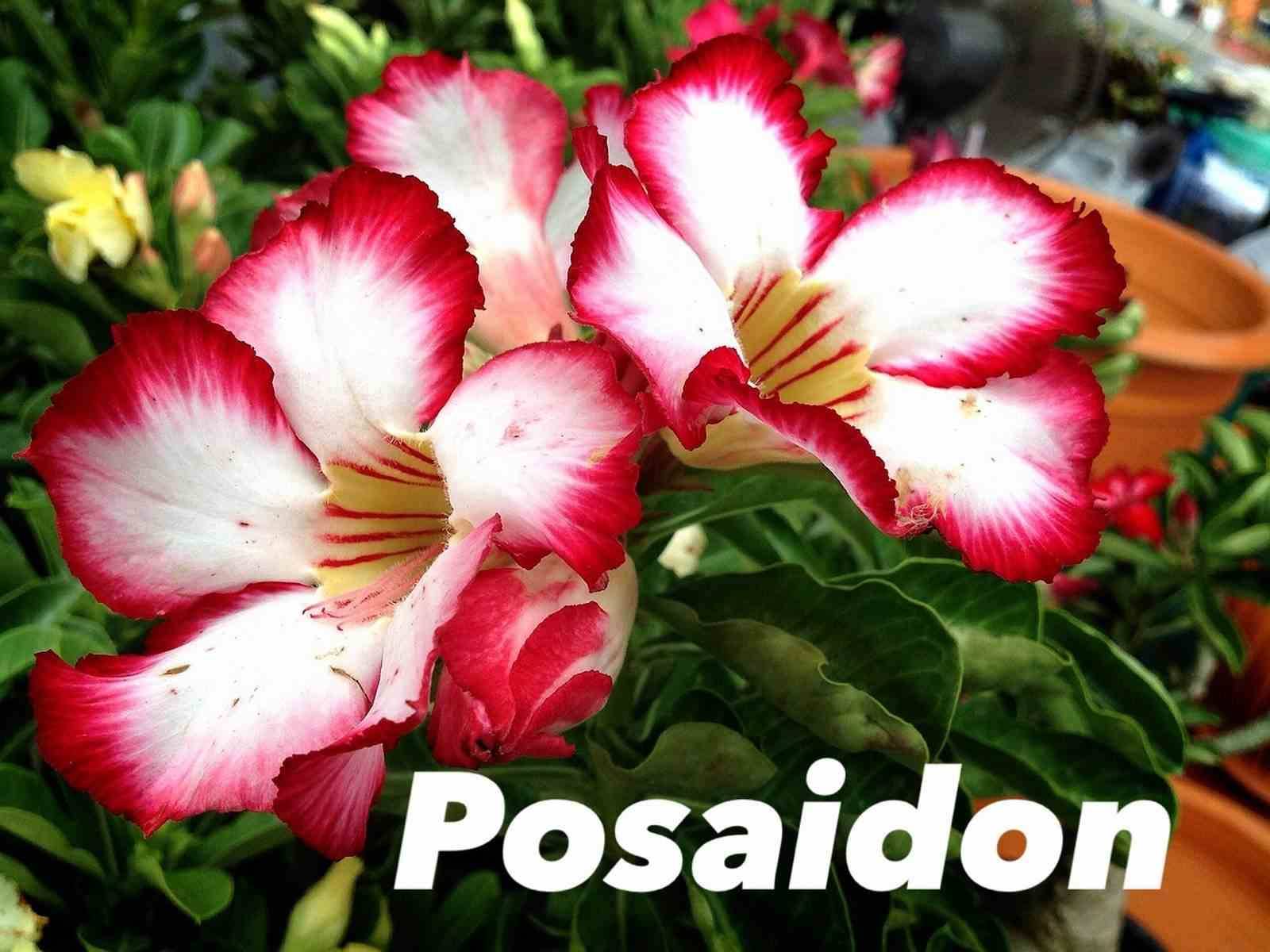 Sans Marque - Adenium obesum cv. Posaidon Couleur floraison:Rouge - Taille:Caudex d'environ 150g