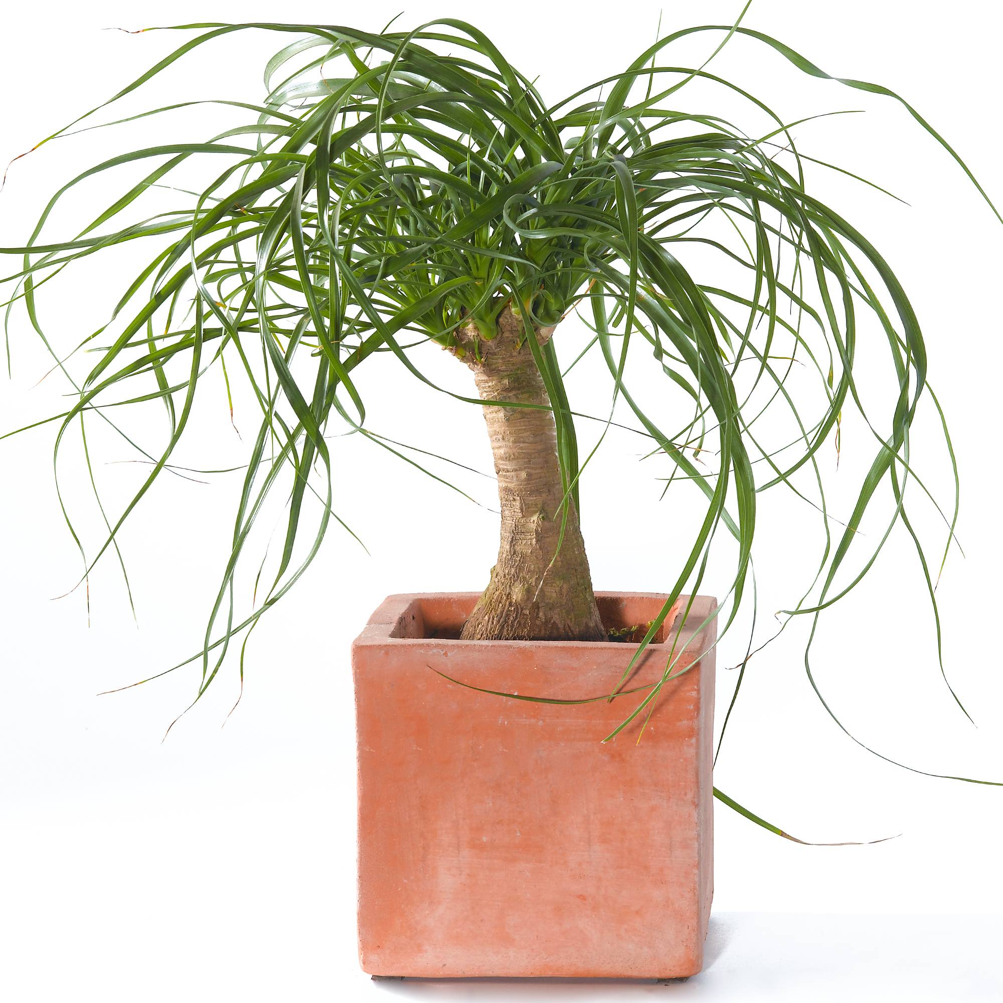 Gardenersdream - Beaucarnea Recurvata En Pot 40-50 Cm Plante Pied D'Éléphant Pour La Maison Ou Le Bureau - GardenersDream - Imagen 1
